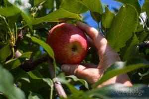 Jeter Mountain Farms u-pick apples