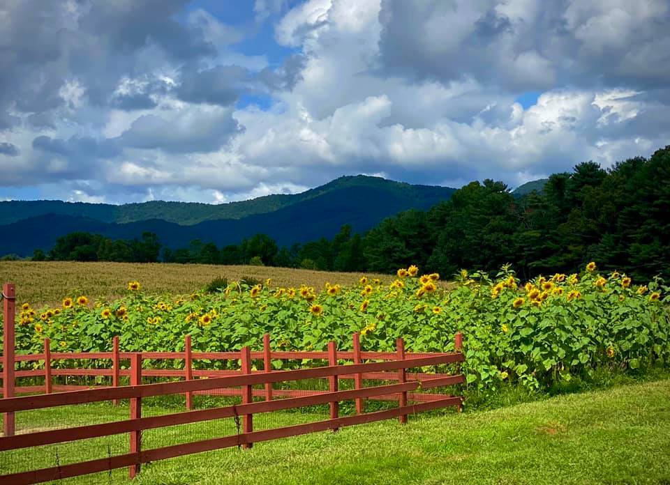 Grandad's Apples Sunflowers Grandad's Apples Sunflowers