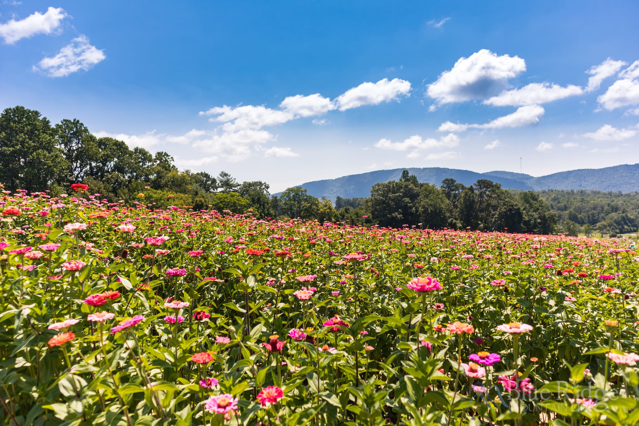 Things to do in Hendersonville NC Fields of wild flowers at Jeter Mountain Farm and Orchard, with a Blue Ridge Mountain peak in the background.