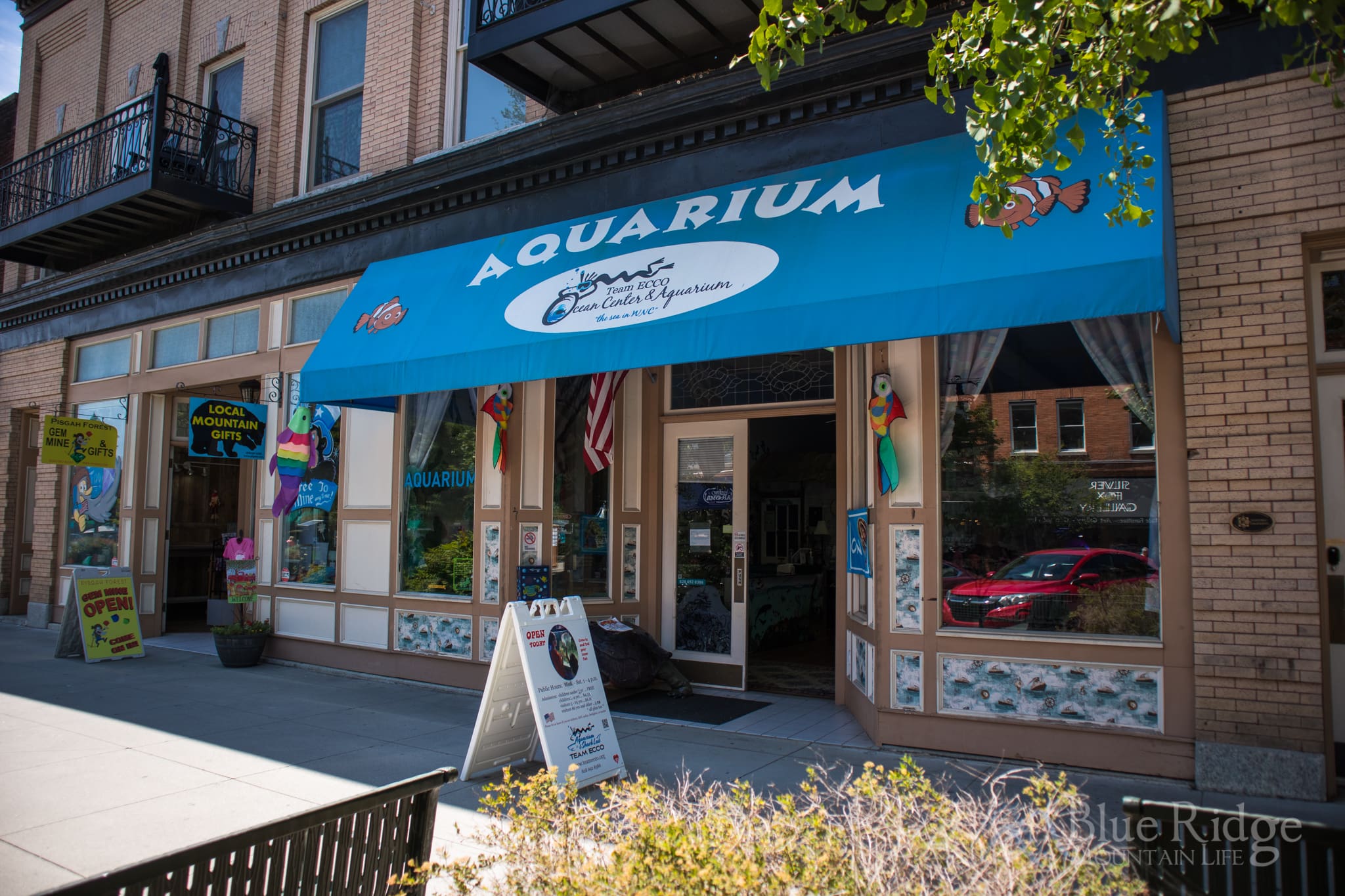 Team ECCO Aquarium Hendersonville NC Photo of the outside entrance of Team ECCO Aquarium in downtown Hendersonville NC