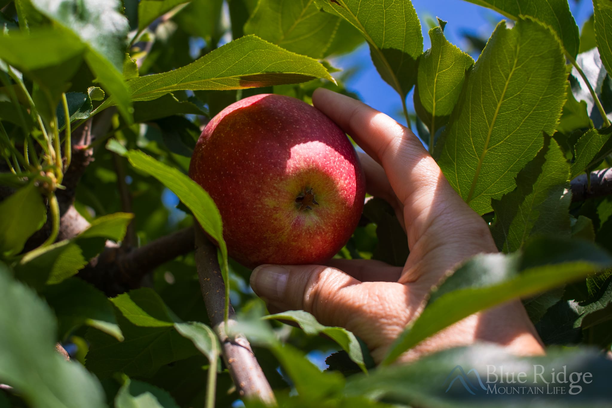 Apple Picking in Hendersonville NC Up close shot of a hand picking a ripe red apple from an Apple tree