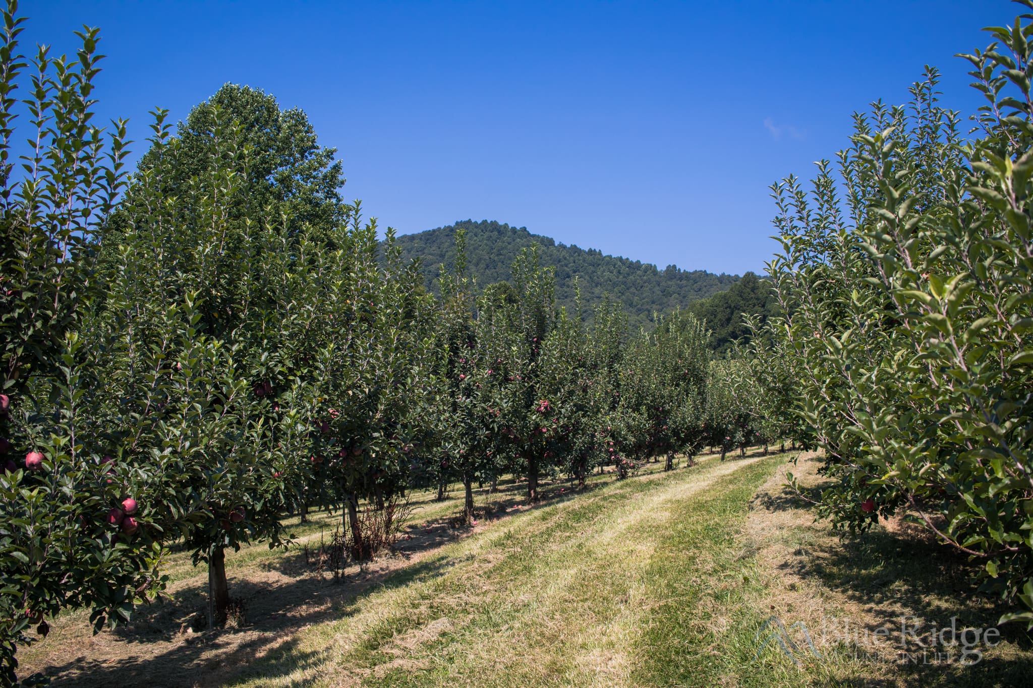 Jeter Mountain Farm Hendersonville NC Looking up the rows of apple trees with mountains in the background at Jeter Mountain Farms Henersonville NC