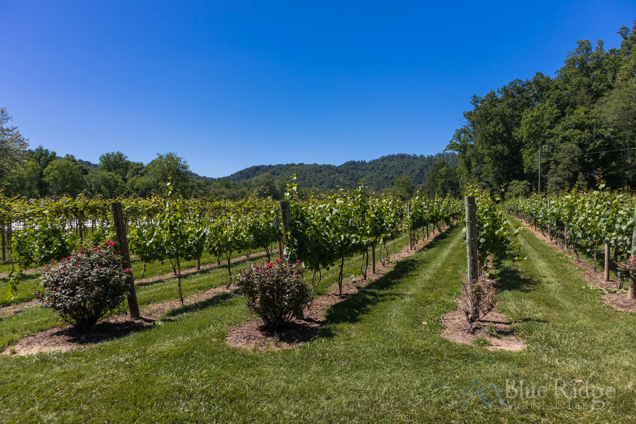 Souther Williams Vineyard Hendersonville NC Souther Williams Vineyard Hendersonville NC