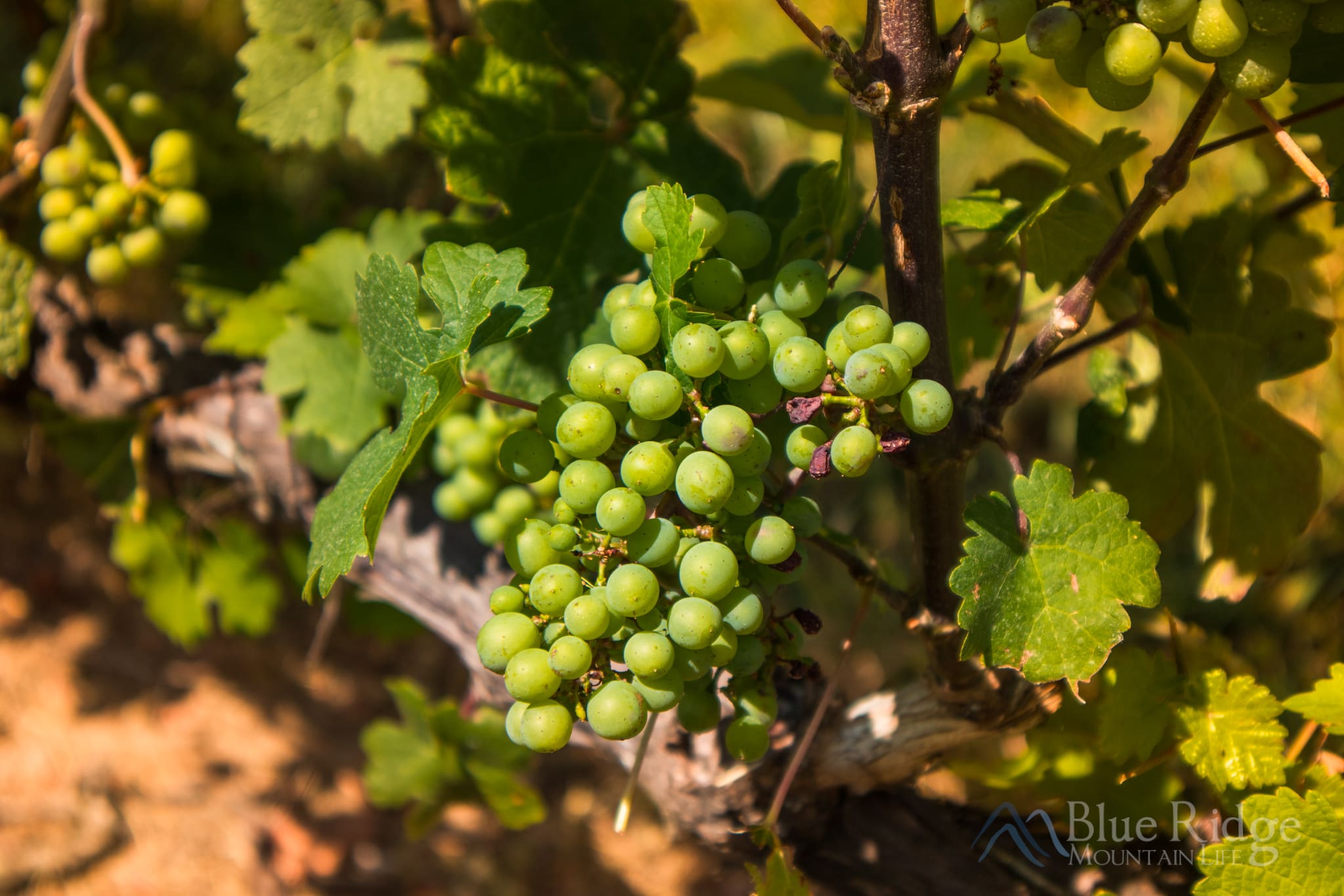 Mount Airy Vineyards Grapes hanging on the vine at a Mount Airy Vineyards