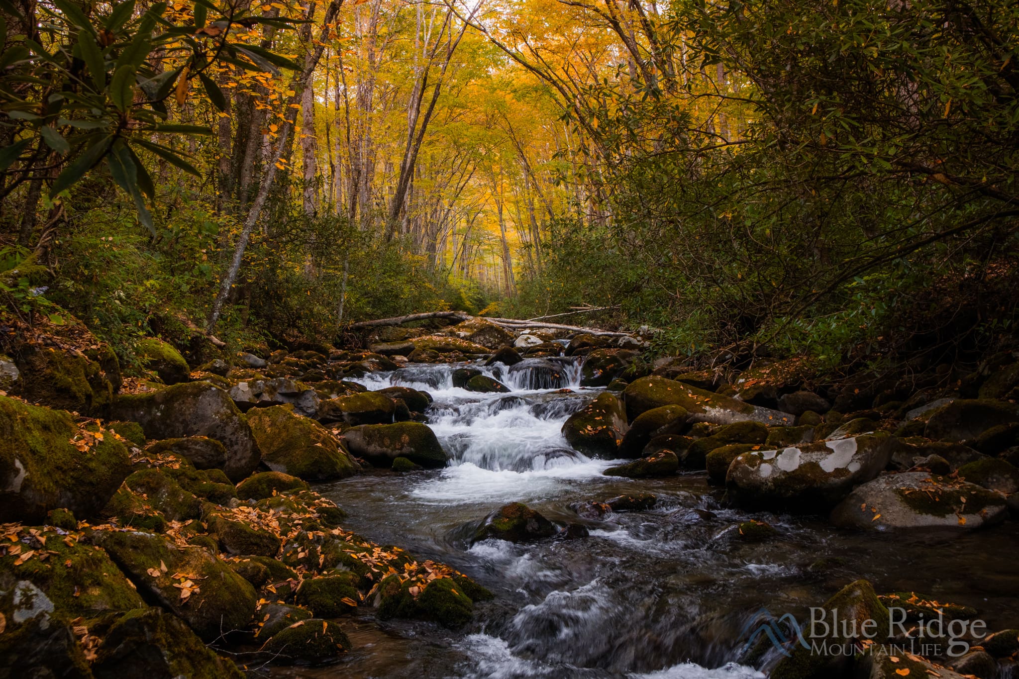 Fall in the the Smokies