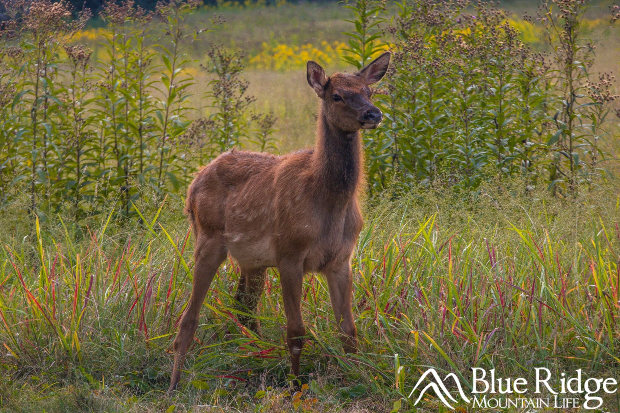 Baby Elk in the Great Smoky Mountains Baby Elk in the Great Smoky Mountains