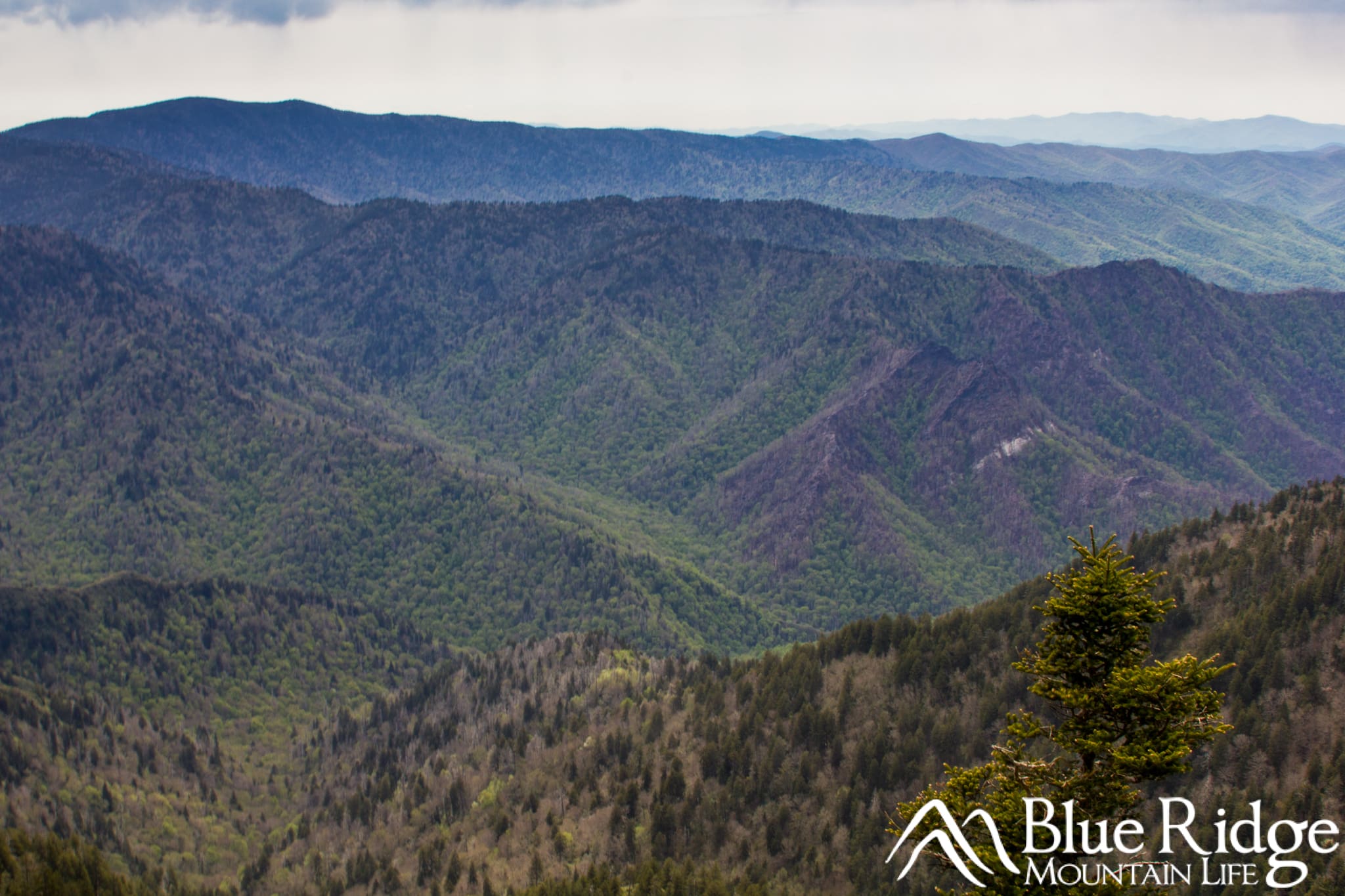 Clifftops at LeConte Clifftops at LeConte