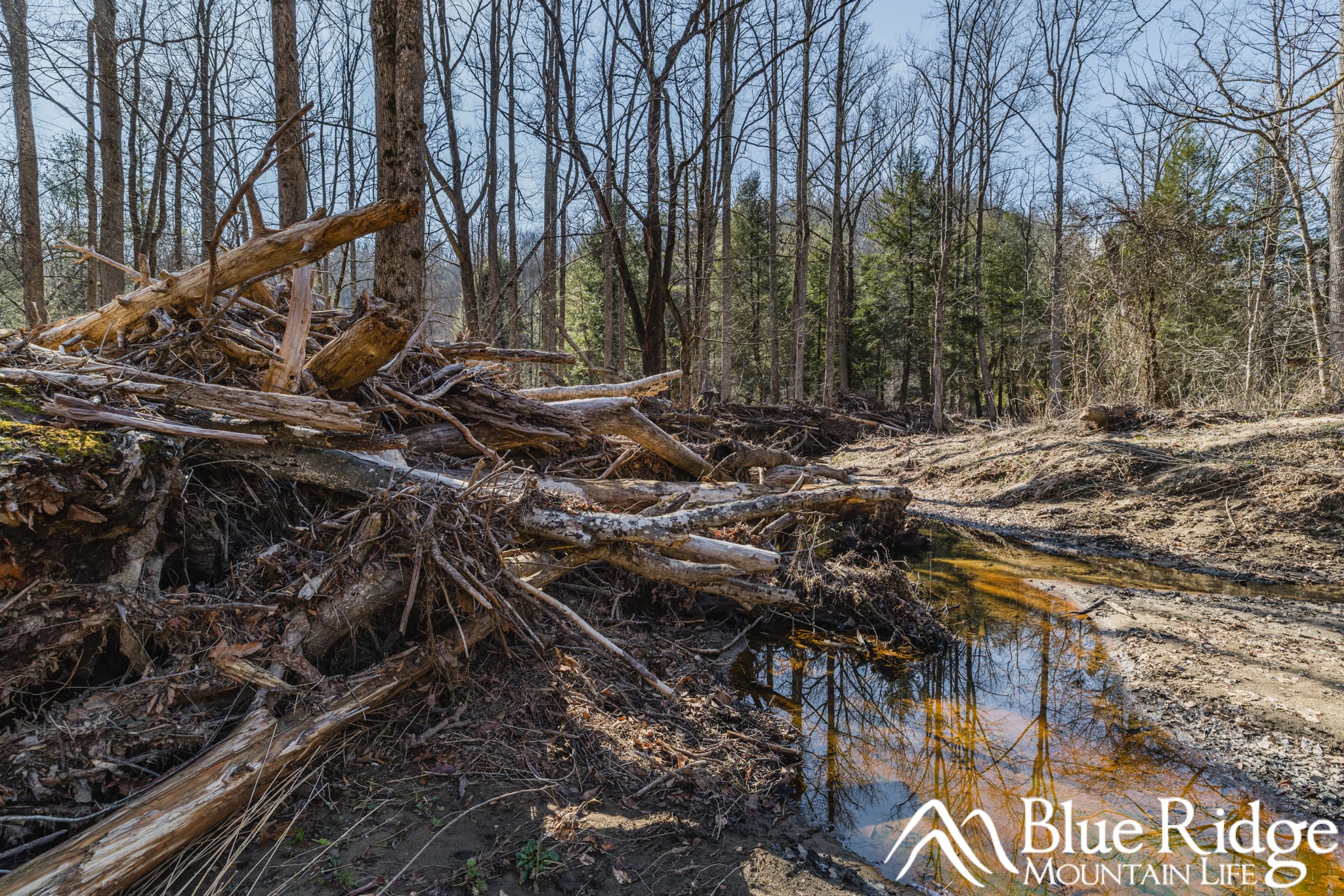 Hurricane Helene Damage in Pisgah National Forest What remains of fallen trees piled up near Highway 276