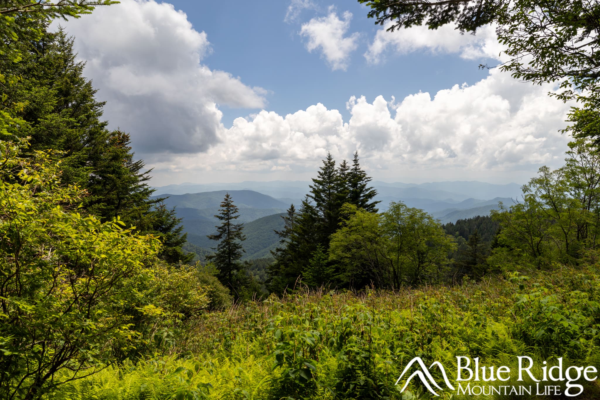 View from the Richland Balsam Nature Trail View from the Richland Balsam Nature Trail