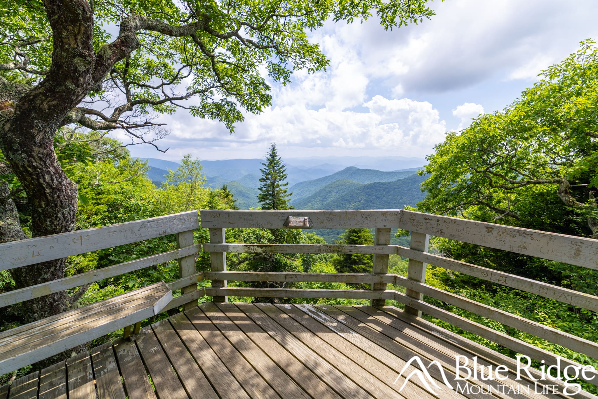 Roy Taylor Forest Overlook Roy Taylor Forest Overlook