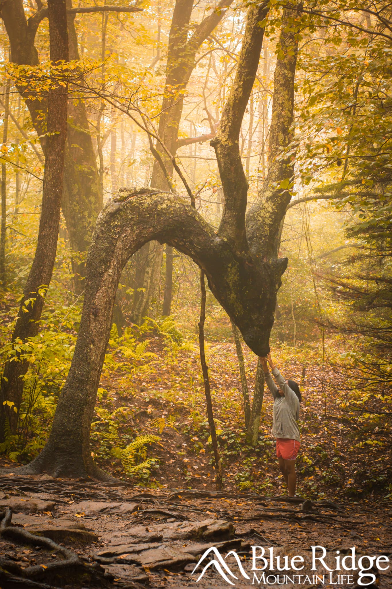 The Dragon Tree Blue Ridge Parkway The Dragon Tree Blue Ridge Parkway