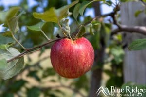 Apples at Perry Lowe Orchards