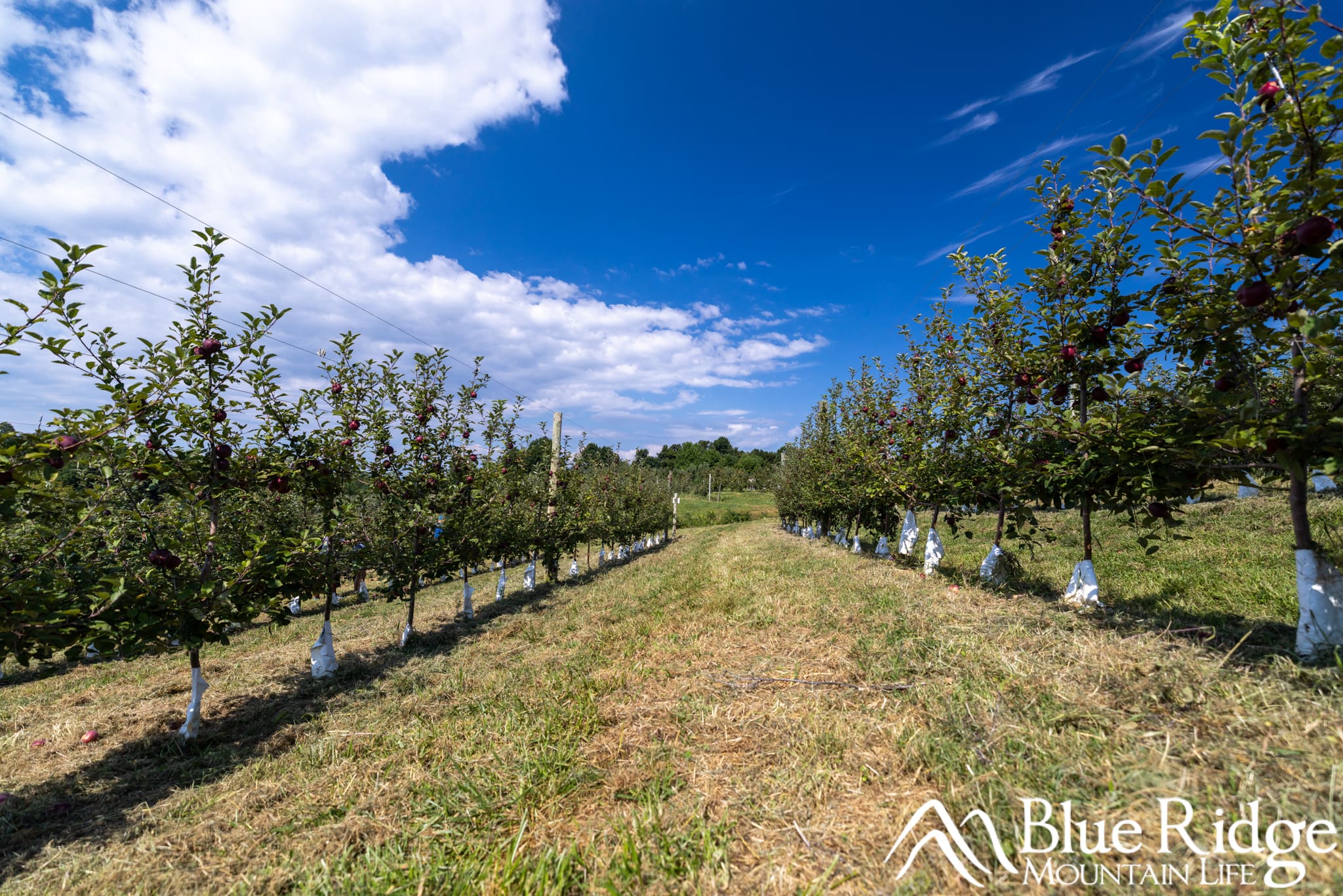 Orchards at Perry Lowe Orchards Orchards at Perry Lowe Orchards