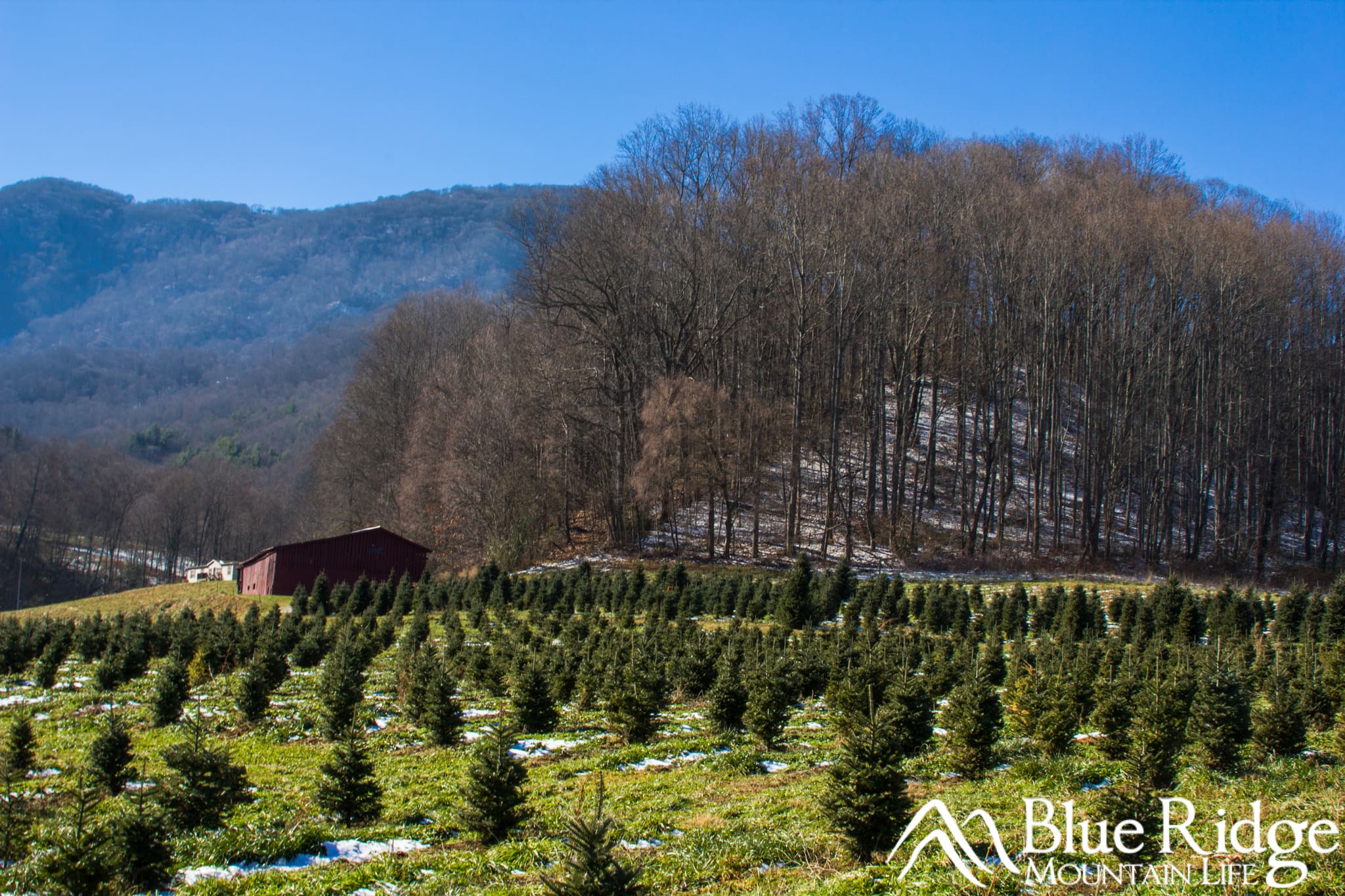 Mehaffey Christmas Tree Farm Mehaffey Christmas Tree Farm