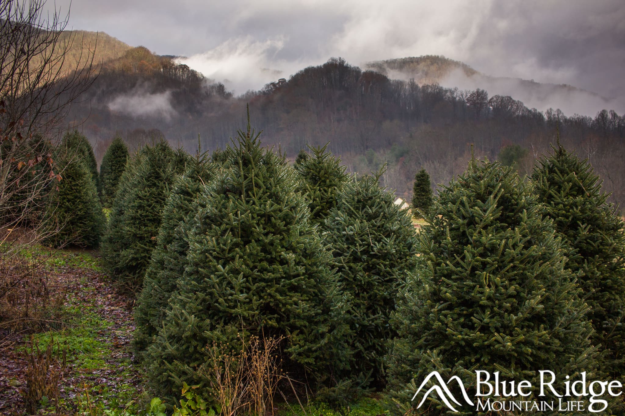 Christmas Tree Farm Christmas Tree Farm