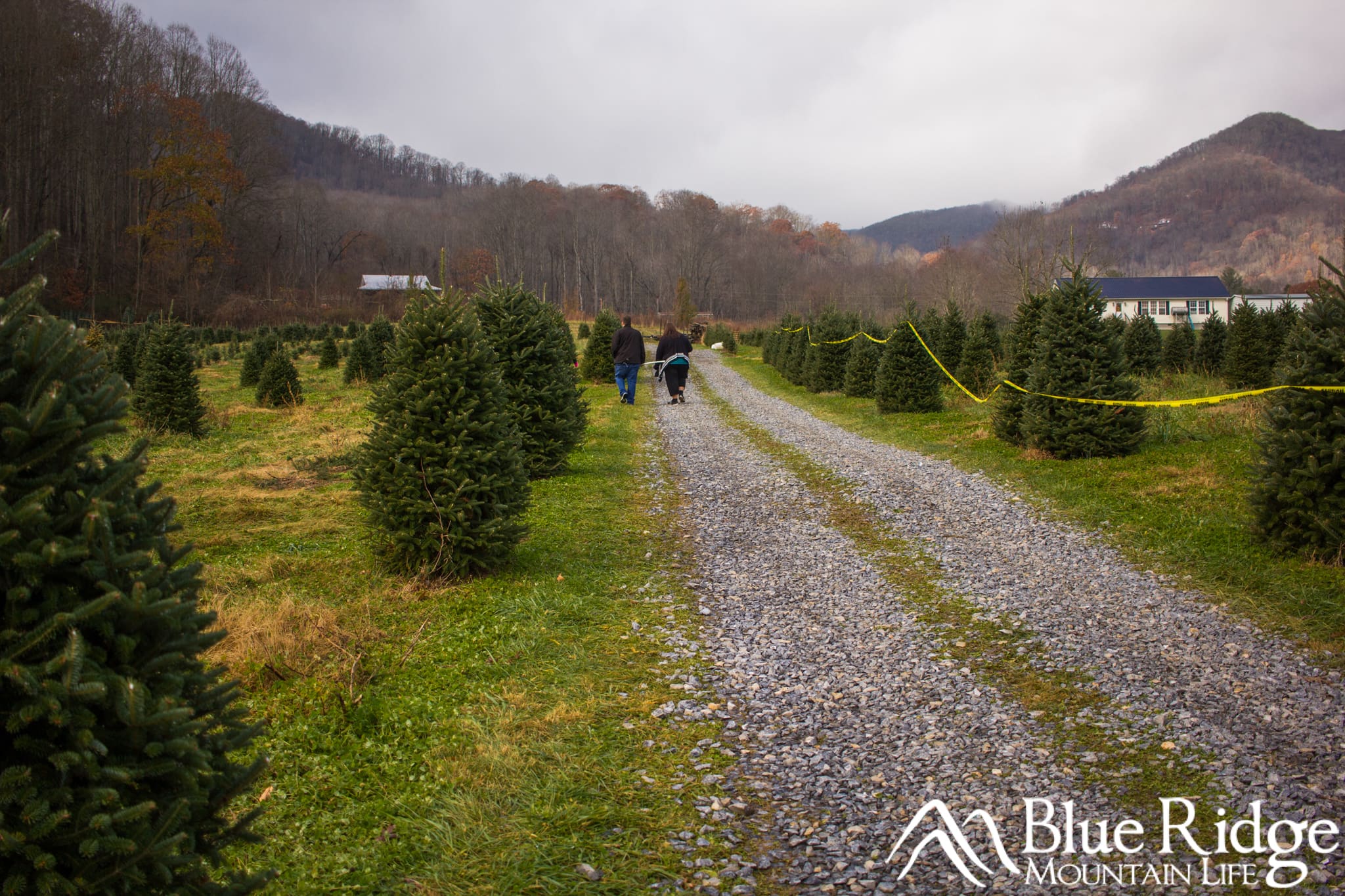 Christmas Trees Christmas Trees
