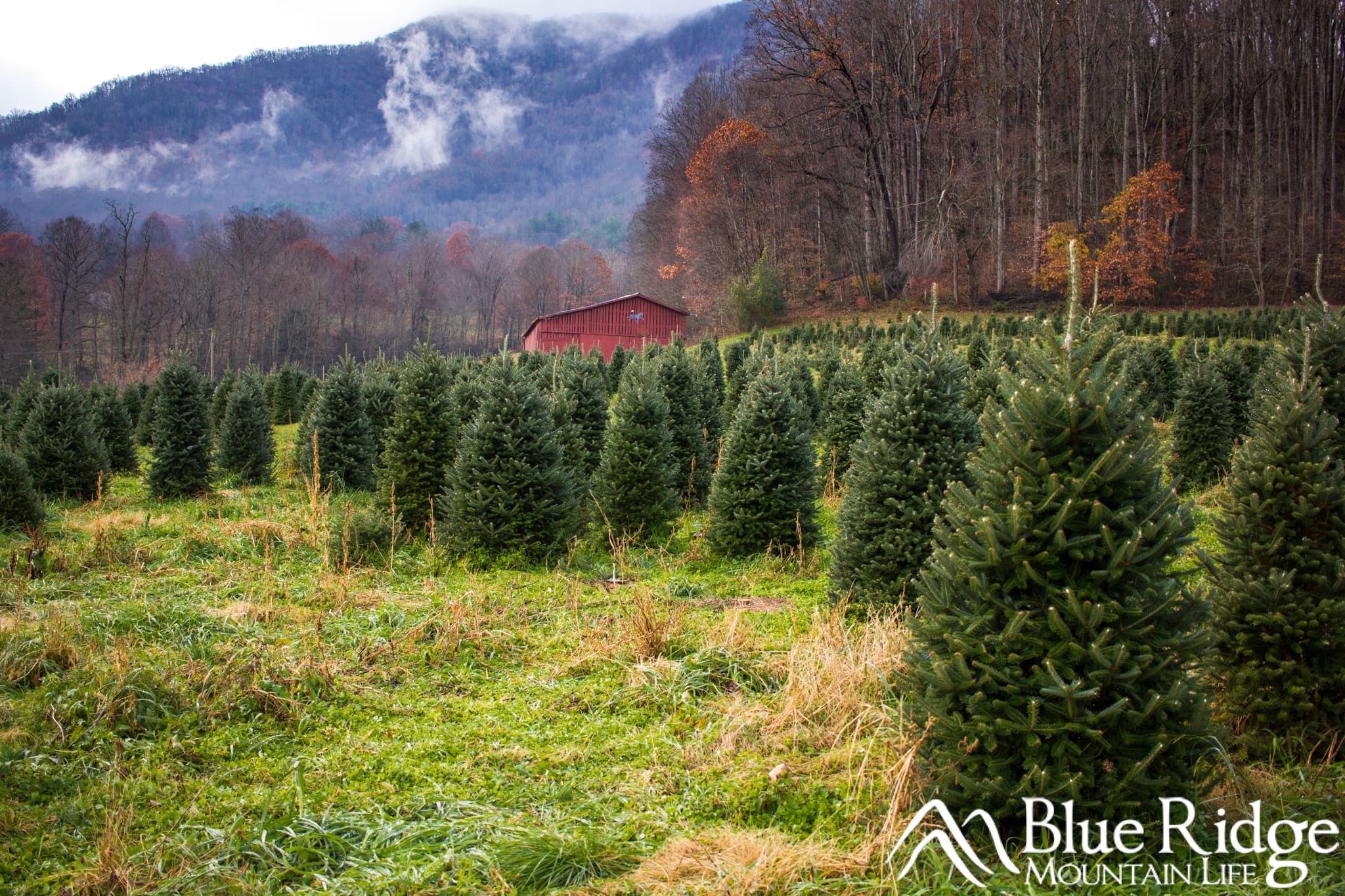 Mehaffey Christmas Tree Farm Mehaffey Christmas Tree Farm
