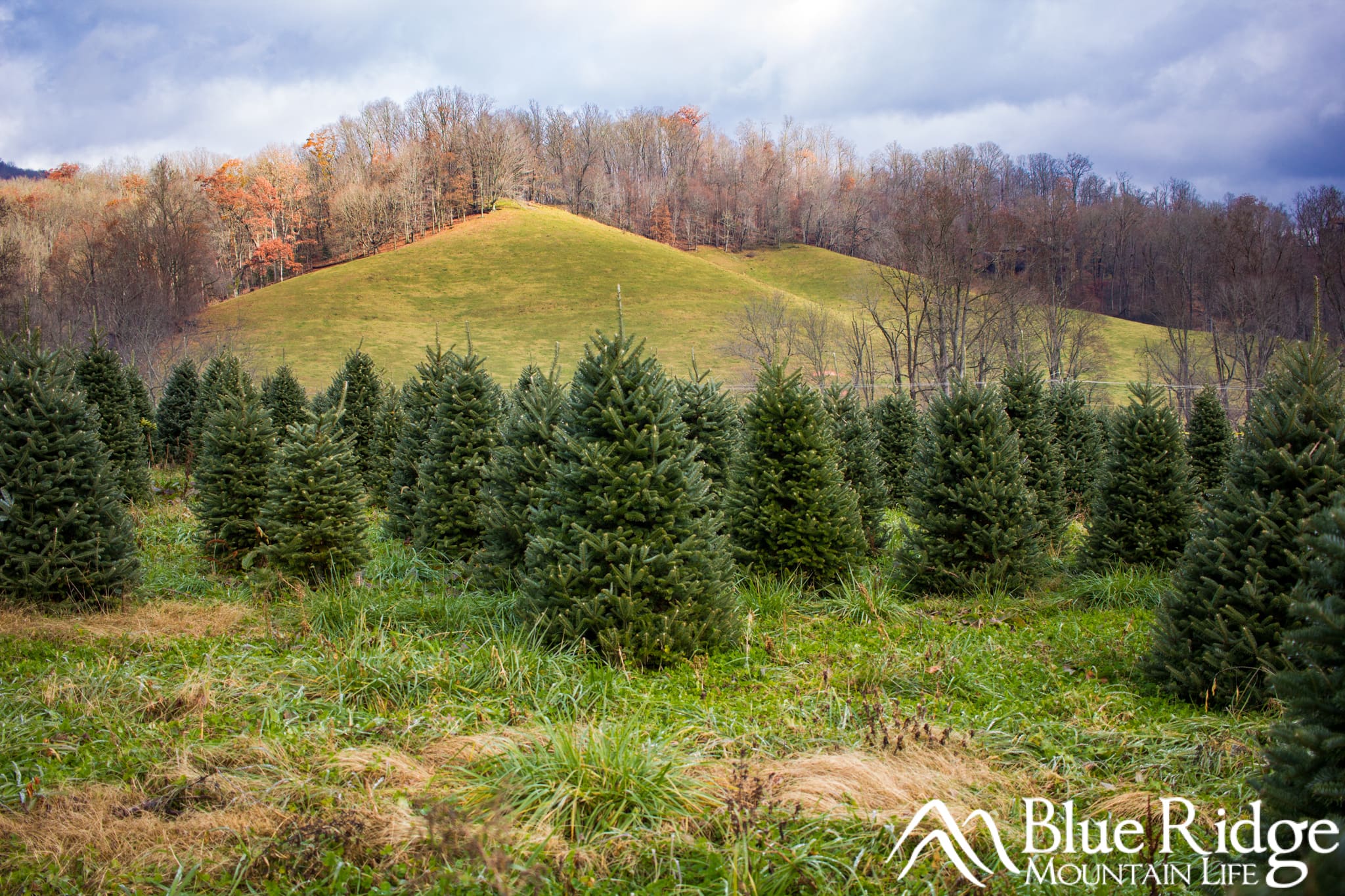 Planning your visit to get a Christmas Tree Planning your visit to get a Christmas Tree