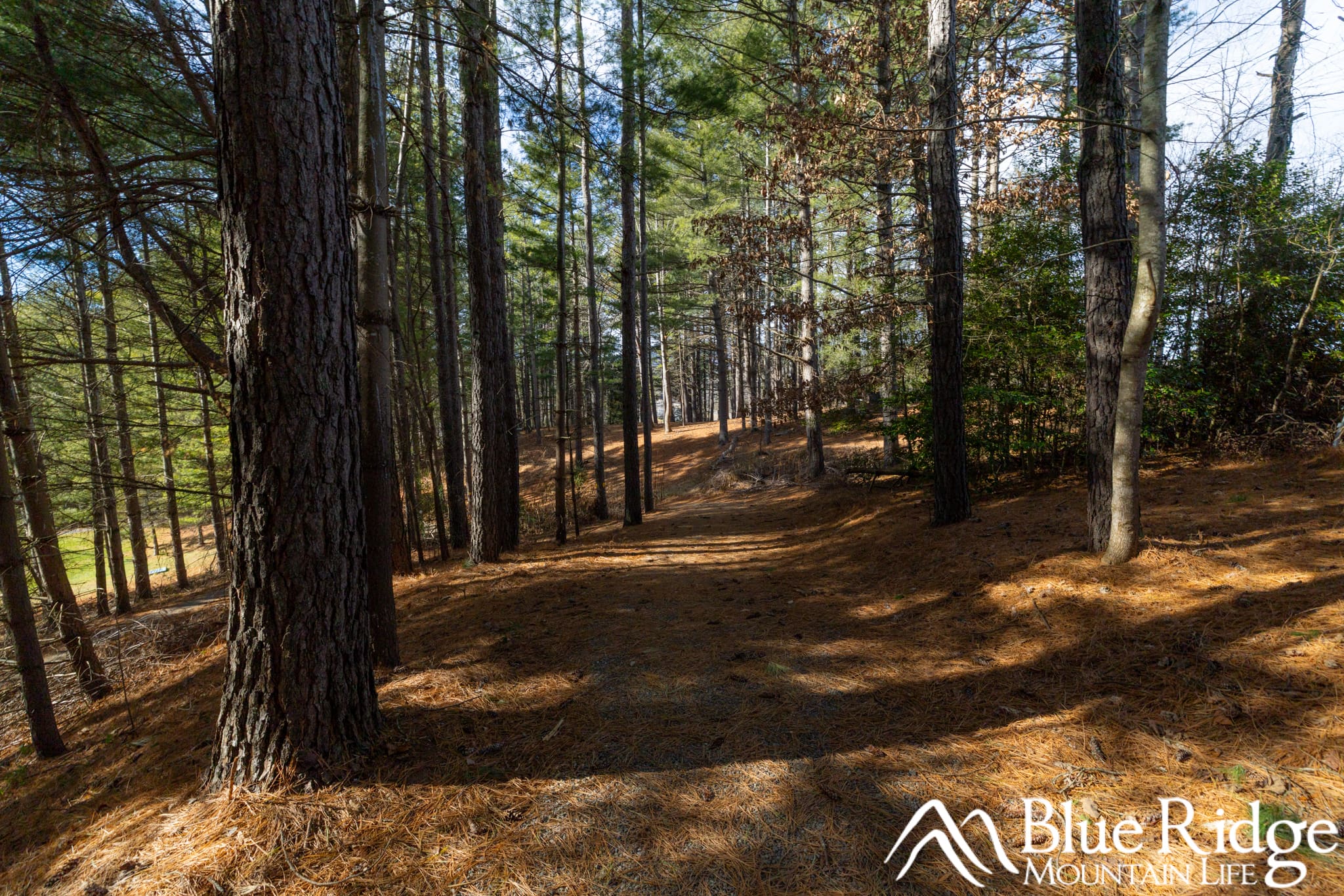 Beautiful wooded section of the Bobcat Trail Beautiful wooded section of the Bobcat Trail