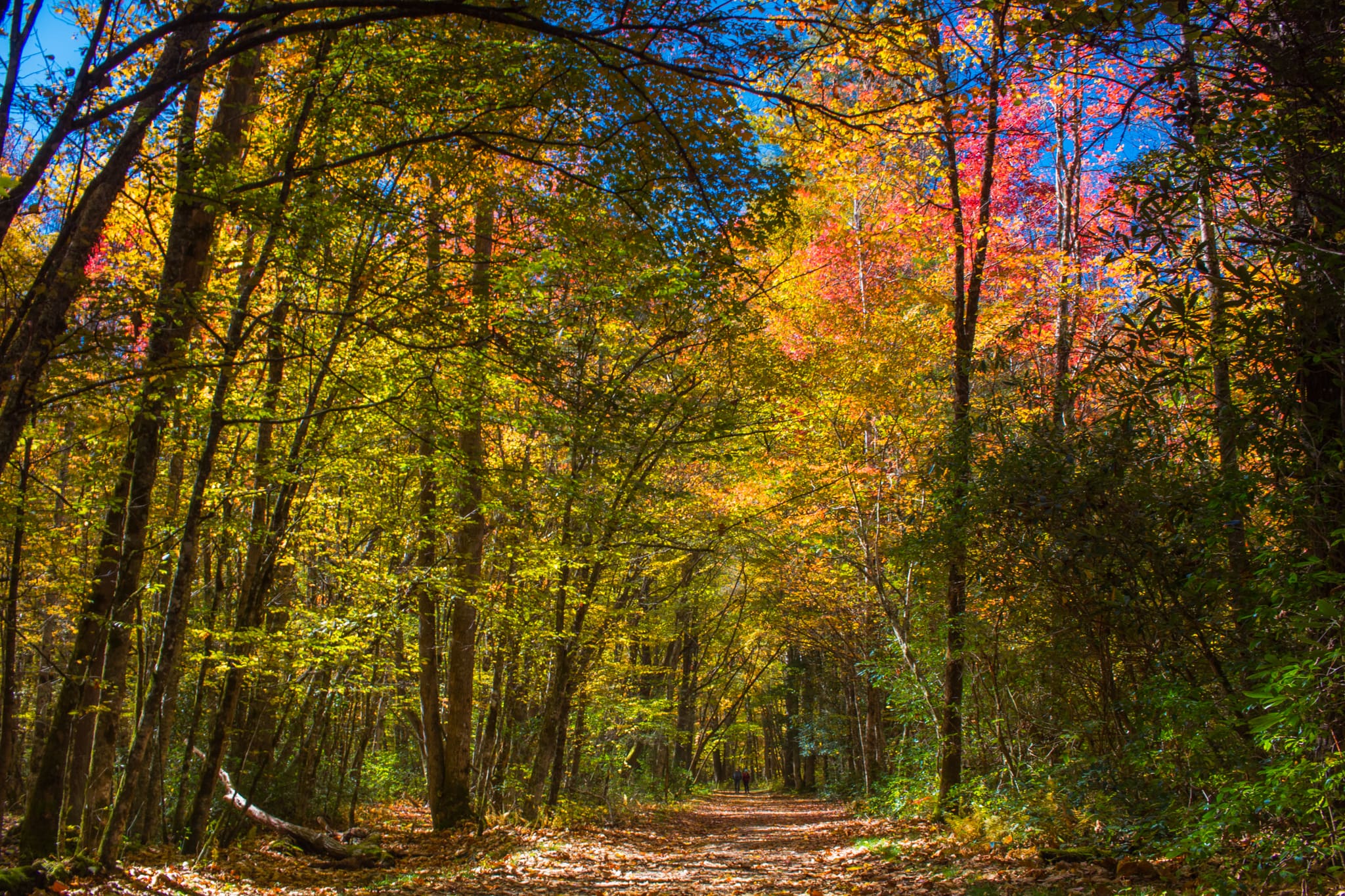 A couple hikes Rough Fork Trail in the Fall A couple hikes Rough Fork Trail in the Fall