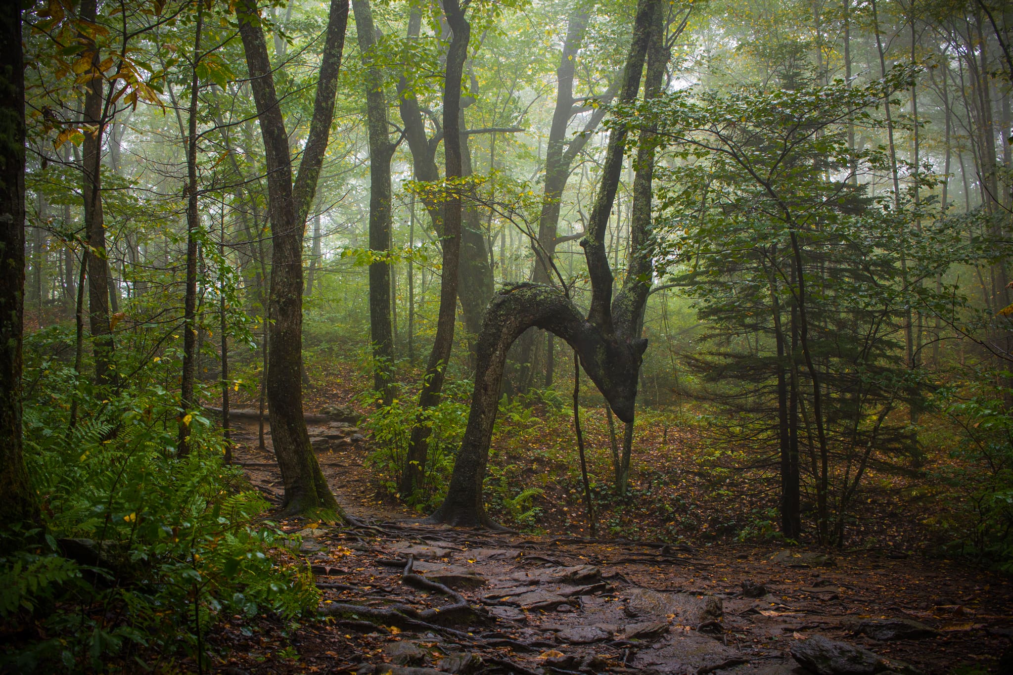 The Dragon Tree, Blue Ridge Parkway The Dragon Tree, Blue Ridge Parkway